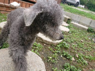 f:id:roukenhome-ann:20190703123534j:plain