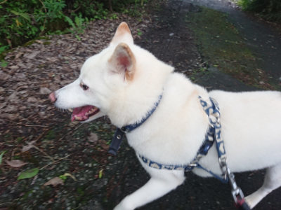 f:id:roukenhome-ann:20190703123704j:plain