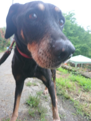 f:id:roukenhome-ann:20190703123750j:plain