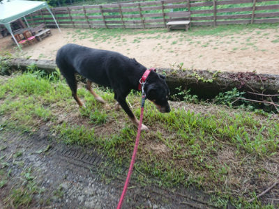 f:id:roukenhome-ann:20190703123752j:plain