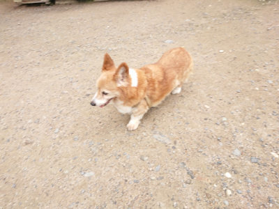 f:id:roukenhome-ann:20190703134935j:plain