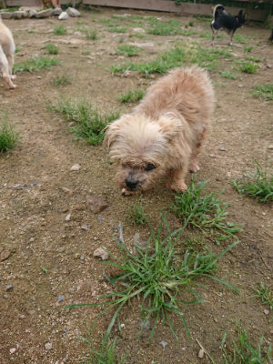 f:id:roukenhome-ann:20190703135001j:plain