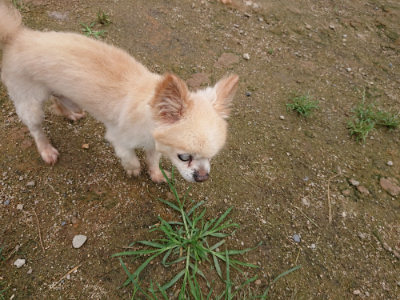 f:id:roukenhome-ann:20190703135059j:plain