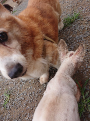 f:id:roukenhome-ann:20190703135112j:plain