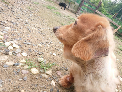 f:id:roukenhome-ann:20190703135117j:plain