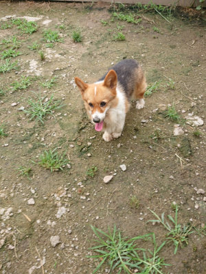 f:id:roukenhome-ann:20190703135137j:plain
