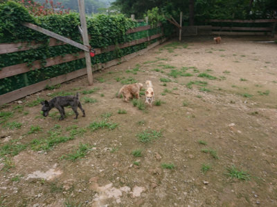 f:id:roukenhome-ann:20190703135156j:plain