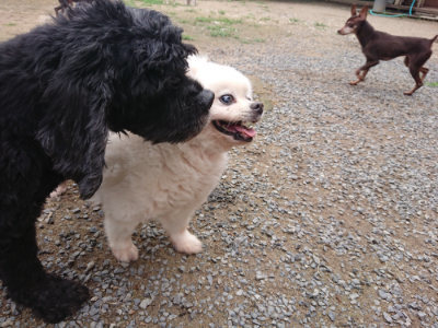 f:id:roukenhome-ann:20190703140546j:plain