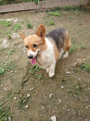 f:id:roukenhome-ann:20190703140726j:plain