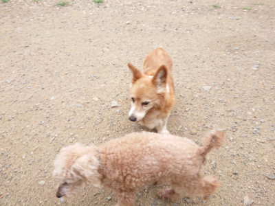 f:id:roukenhome-ann:20190703140742j:plain