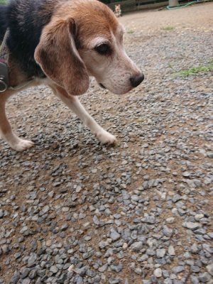 f:id:roukenhome-ann:20190703140753j:plain
