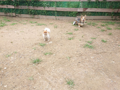 f:id:roukenhome-ann:20190703140810j:plain