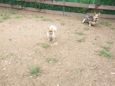 f:id:roukenhome-ann:20190703140831j:plain