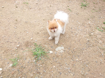 f:id:roukenhome-ann:20190703140837j:plain
