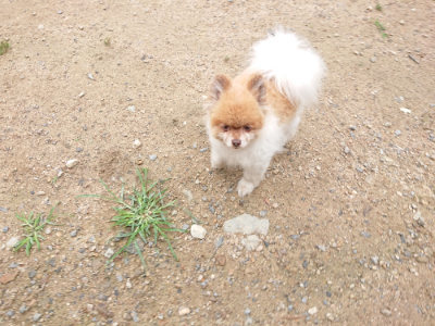 f:id:roukenhome-ann:20190703140843j:plain