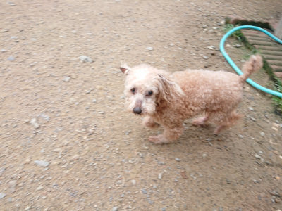 f:id:roukenhome-ann:20190703140857j:plain