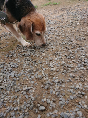 f:id:roukenhome-ann:20190703140910j:plain