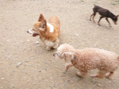 f:id:roukenhome-ann:20190703140927j:plain