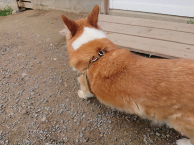 f:id:roukenhome-ann:20190703140953j:plain