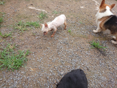 f:id:roukenhome-ann:20190703141013j:plain