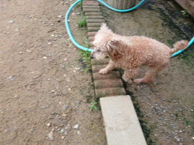 f:id:roukenhome-ann:20190703141039j:plain