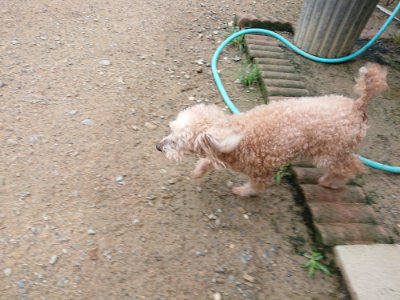 f:id:roukenhome-ann:20190703141046j:plain