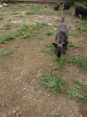 f:id:roukenhome-ann:20190703141100j:plain