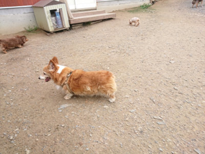 f:id:roukenhome-ann:20190703141355j:plain