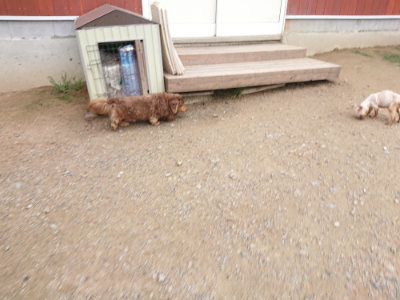 f:id:roukenhome-ann:20190703141421j:plain