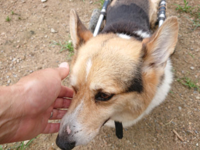 f:id:roukenhome-ann:20190703141431j:plain