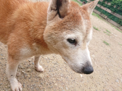f:id:roukenhome-ann:20190703141436j:plain
