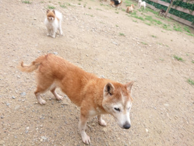 f:id:roukenhome-ann:20190703141442j:plain