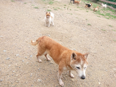 f:id:roukenhome-ann:20190703141447j:plain