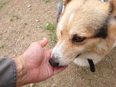 f:id:roukenhome-ann:20190703141507j:plain