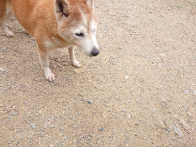 f:id:roukenhome-ann:20190703141532j:plain