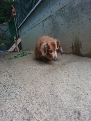 f:id:roukenhome-ann:20190703141617j:plain