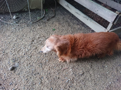 f:id:roukenhome-ann:20190703141622j:plain