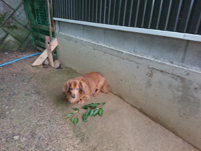 f:id:roukenhome-ann:20190703141636j:plain