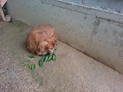 f:id:roukenhome-ann:20190703141641j:plain