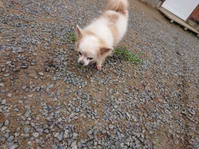 f:id:roukenhome-ann:20190703141932j:plain