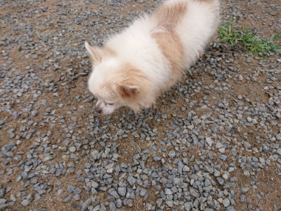f:id:roukenhome-ann:20190703141939j:plain