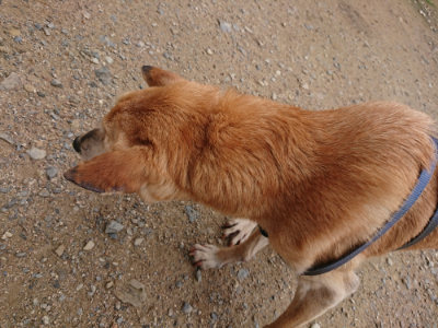 f:id:roukenhome-ann:20190703141945j:plain