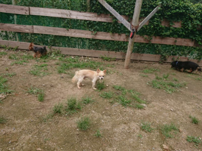 f:id:roukenhome-ann:20190705183818j:plain