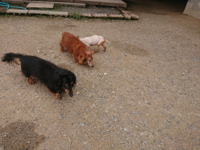 f:id:roukenhome-ann:20190705183827j:plain