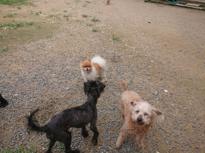 f:id:roukenhome-ann:20190705184029j:plain
