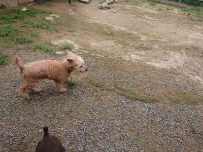 f:id:roukenhome-ann:20190705184117j:plain