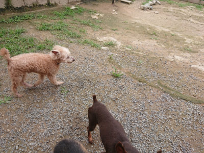 f:id:roukenhome-ann:20190705184138j:plain
