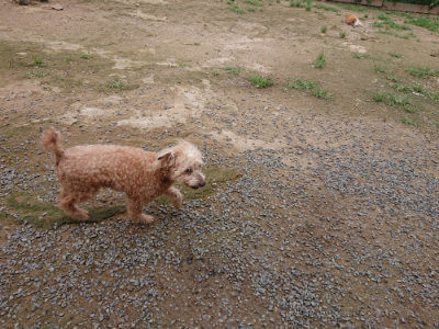 f:id:roukenhome-ann:20190705184145j:plain