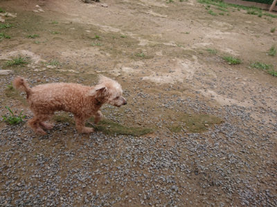 f:id:roukenhome-ann:20190705184208j:plain