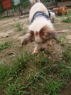 f:id:roukenhome-ann:20190705184513j:plain